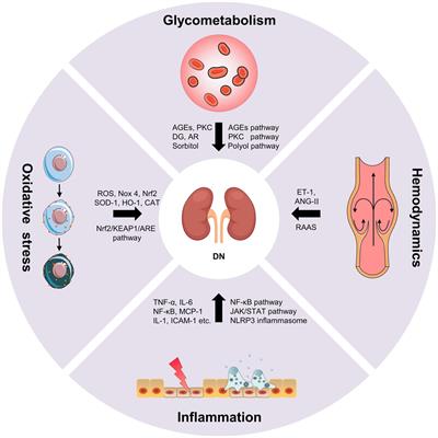 The roles of gut microbiota and its metabolites in diabetic nephropathy